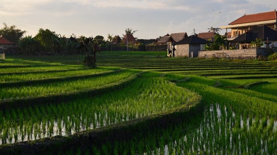 Thrill on the River: The Ultimate Rafting Experience in Ubud