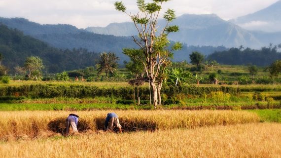 Discover Paradise: Tailored Bali Packages for Every Traveler