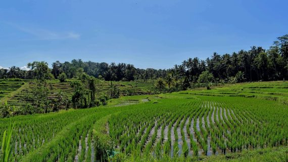 From Rustic Charm to Modern Elegance: Finding Your Ideal Bali Villa