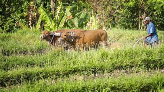 Unforgettable Ubud: Top 7 Attractions You Can’t Miss